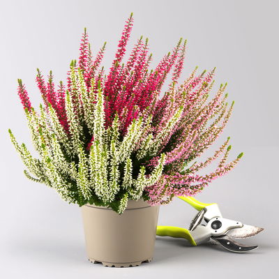 Calluna 'Beauty Ladies® Longlife Ametie' Trio, bunt, Topf-Ø 13 cm, 6 Pflanzen Calluna 'Beauty Ladies® Longlife Ametie' Trio, bunt, Topf-Ø 13 cm, 6 Pflanzen