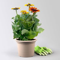 Sonnenhut, rot-braun, Topf-Ø 21 cm