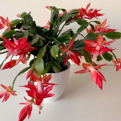 Weihnachtskaktus, rot, Topf-Ø 12 cm, 3 Pflanzen