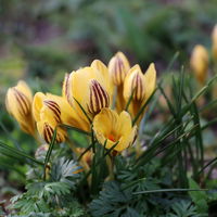 Wild Krokus 'Gipsy Girl' gelb, vorgetrieben, Topf-Ø 10,5 cm, 6 Pflanzen