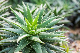 Aloe vera  Aloe vera