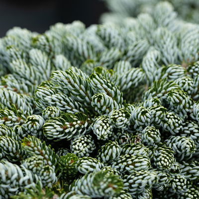 Eissilberne Zwerg-Lockentanne, Höhe 20-25 cm, Topf 3 Liter Eissilberne Zwerg-Lockentanne, Höhe 20-25 cm, Topf 3 Liter