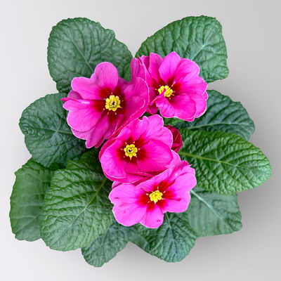 Primel 'Frühlingssonne', violett, Topf-Ø 11 cm, 8 Pflanzen