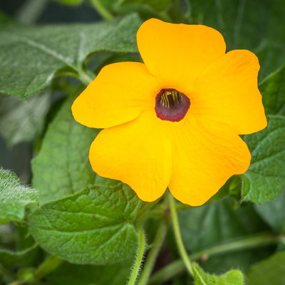 Schwarzäugige Susanne orange, Pyramide, Topf-Ø 17 cm, Höhe ca. 60 cm