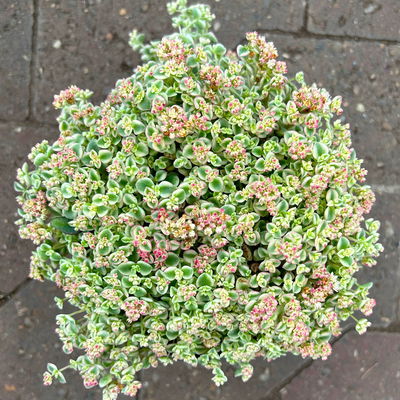 Sedum pellucida 'Little Missy', rosa, Topf-Ø 12 cm, 6er-Set