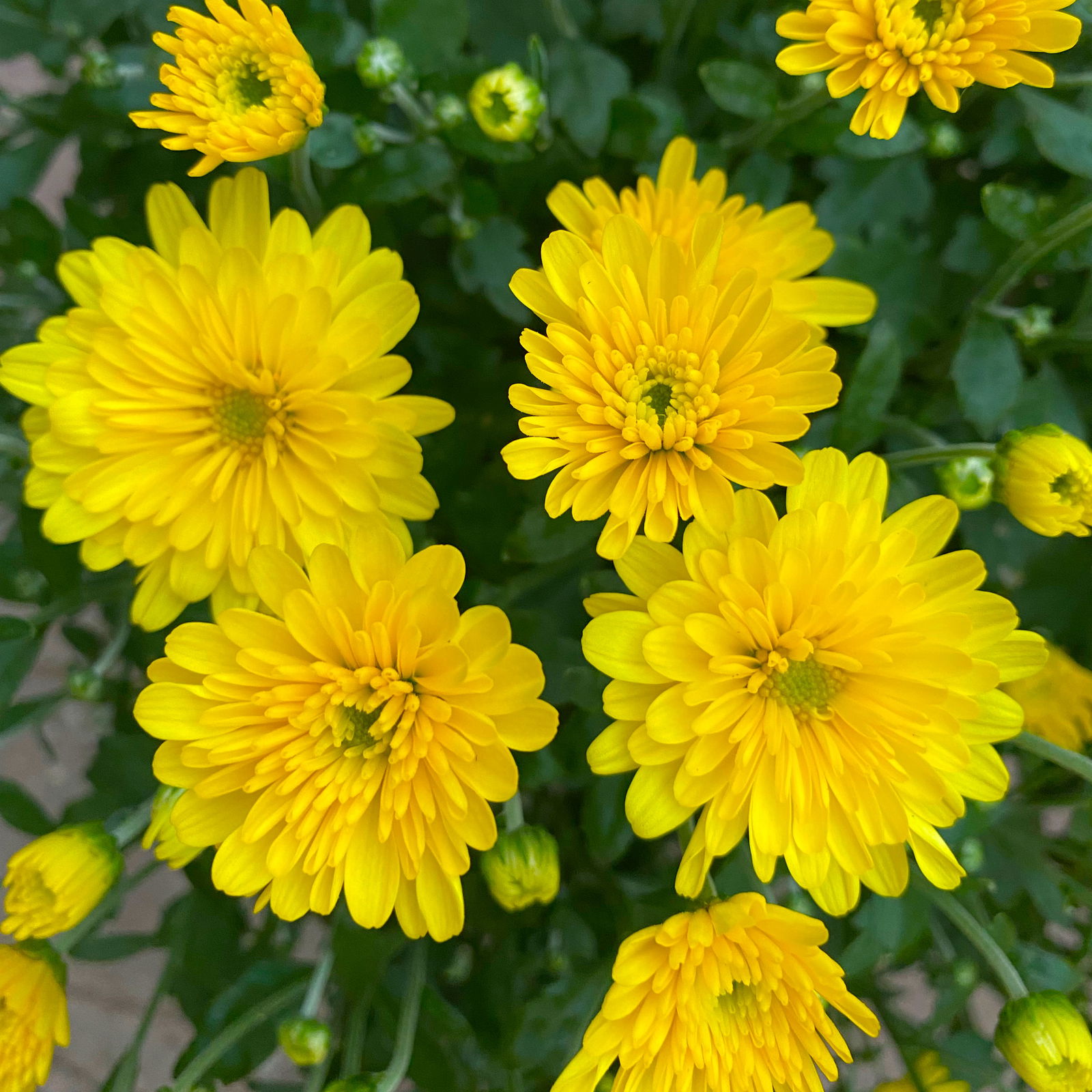 Chrysanthemen-Busch, gelb, Topf-Ø 19 cm, 3er-Set