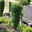 10er-Set Ilex crenata 10er-Set Ilex crenata