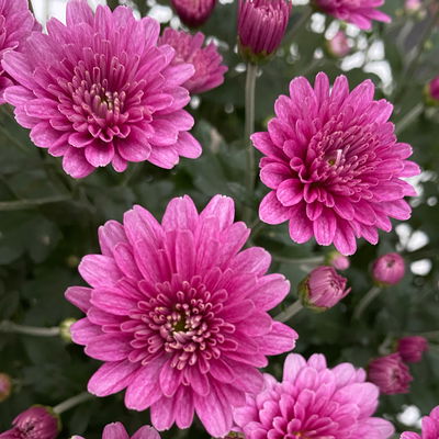 Chrysanthemen, lila, Topf-Ø 19 cm, 3 Pflanzen Chrysanthemen, lila, Topf-Ø 19 cm, 3 Pflanzen