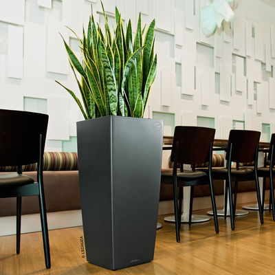 Lechuza 'Cubico Premium 30', anthrazit, ca. 30 x 30 x H 56 cm