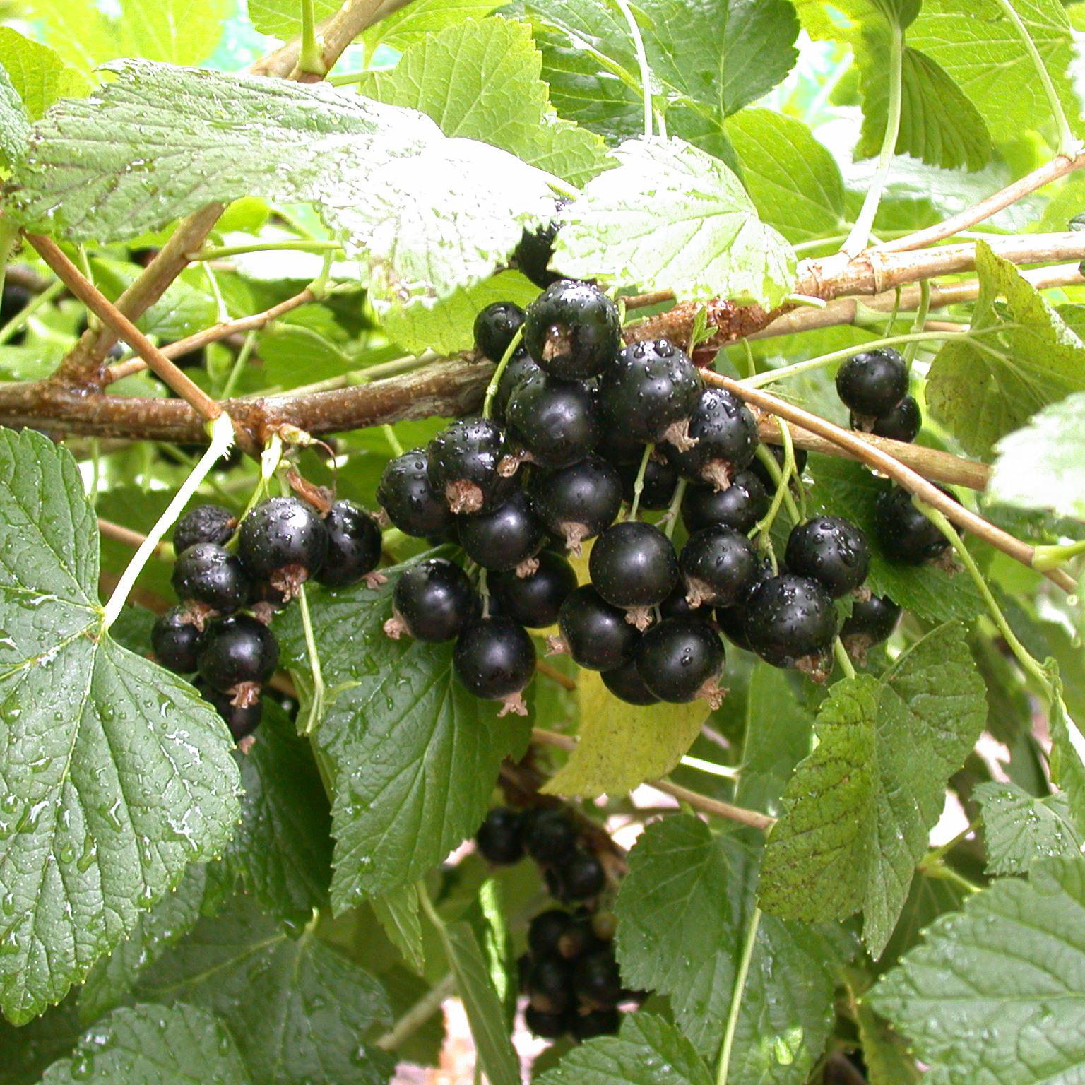 Rotfruchtige Johannisbeere 'Jonkheer van Tets', 10er-Set, Topf 2 Liter