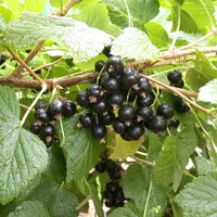 Rotfruchtige Johannisbeere 'Jonkheer van Tets', 10er-Set, Topf 2 Liter
