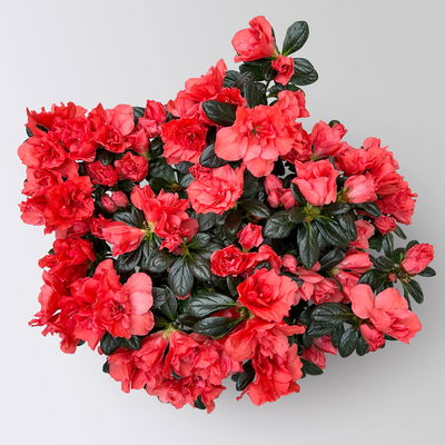 Azalee Hortinno® 'Christine Siena', rot, Topf-Ø 13 cm, Höhe ca. 25cm, 3 Pflanzen Azalee Hortinno® 'Christine Siena', rot, Topf-Ø 13 cm, Höhe ca. 25cm, 3 Pflanzen