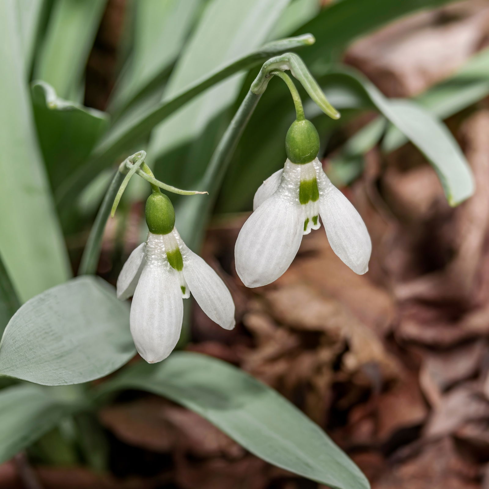 Elwes-Schneeglöckchen 'Beluga', weiß, vorgetrieben, Topf-Ø 9 cm, 6 Pflanzen