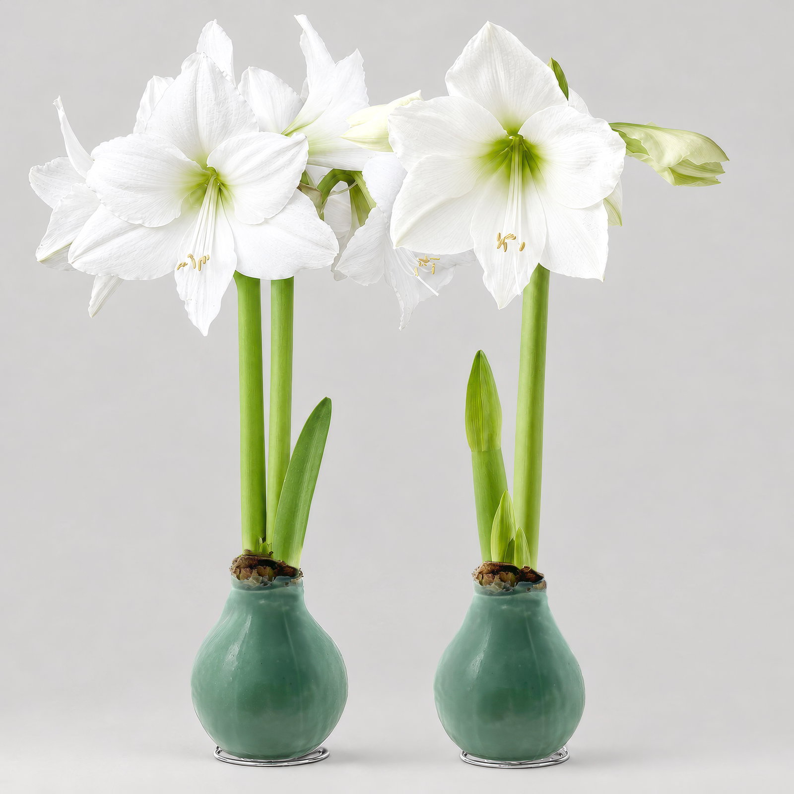Amaryllis in Wachs XL, Dekor 'Basic Salbeigrün', Blüte weiß, 2 Pflanzen