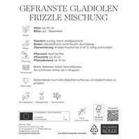 Kölles Beste Blumenknollen, Gefranste Gladiolen Frizzle Mischung Kölles Beste Blumenknollen, Gefranste Gladiolen Frizzle Mischung