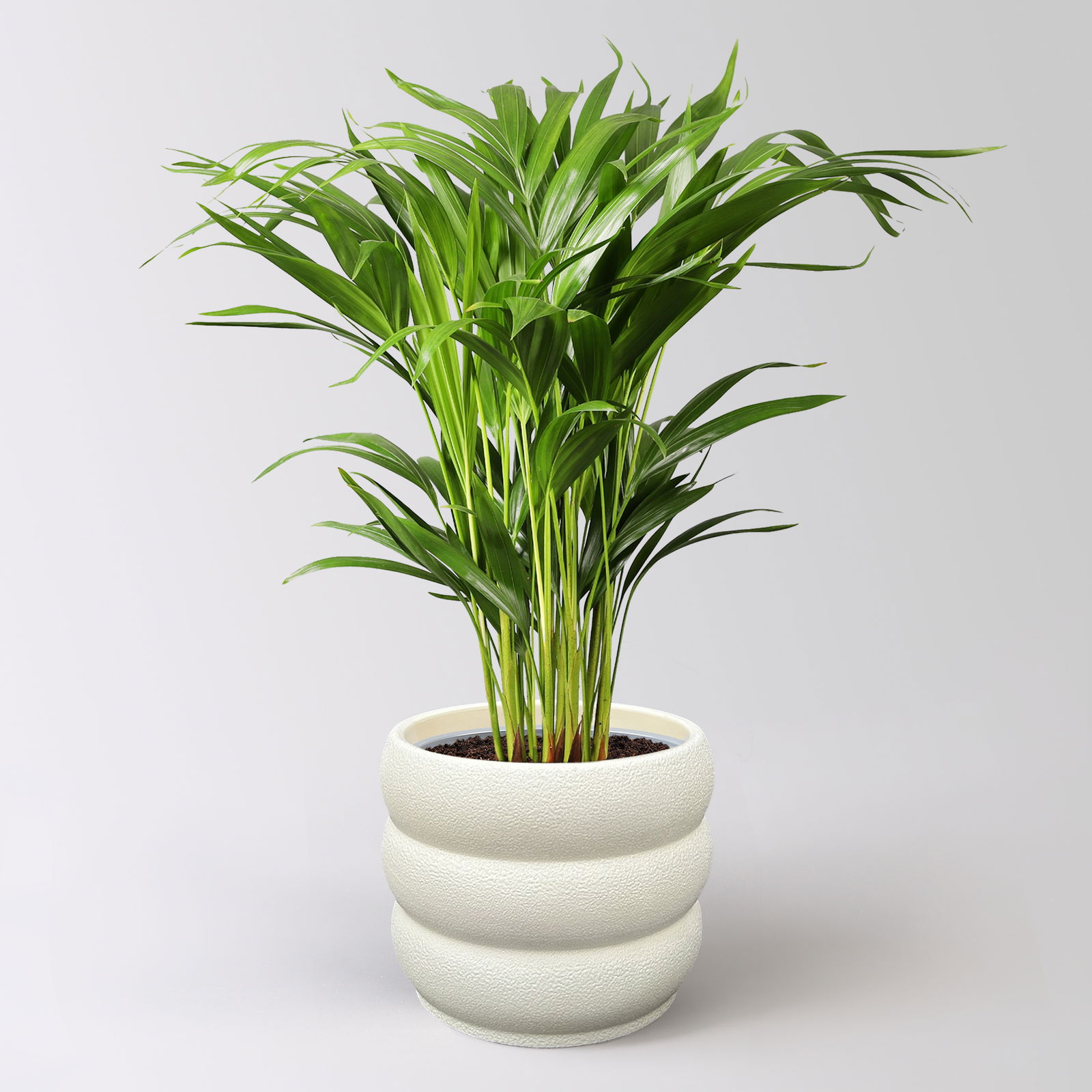 Goldfruchtpalme, Topf-Ø 17 cm, Höhe ca. 60 cm, inkl. Übertopf Byron