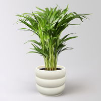 Goldfruchtpalme, Topf-Ø 17 cm, Höhe ca. 60 cm, inkl. Übertopf Byron