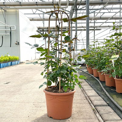 Beetrose 'Westpoint'®, blutorange, Doppelbogen, Topf 10 Liter