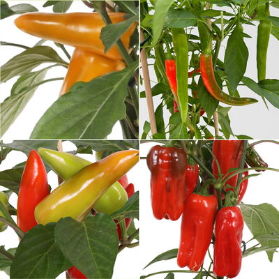 Kölle Naschgemüse Paprika Mix 'Pick-&-Joy®, Topf-Ø 14 cm, 4 Pflanzen