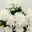 Chrysanthemen 'Chrysanne®Grandezza White', weiß, Topf-Ø 13 cm, 4 Pflanzen