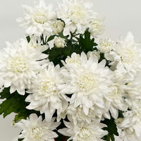 Chrysanthemen 'Chrysanne®Grandezza White', weiß, Topf-Ø 13 cm, 4 Pflanzen