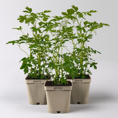 Bio Tränendes Herz 'Alba', weiß, Topf 11x11 cm, 3 Pflanzen Bio Tränendes Herz 'Alba', weiß, Topf 11x11 cm, 3 Pflanzen