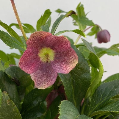 Lenzrose ViV® 'Victoria', purpurviolett, Topf-Ø 15 cm, 2 Pflanzen