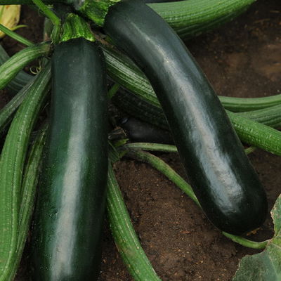Blu Bio Zucchini 'Balkon-Zucchini', Topf-Ø 12 cm, 3er Set