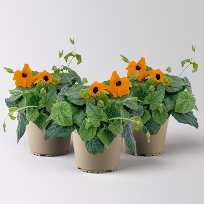 Schwarzäugige Susanne, orange, Topf-Ø 12/13 cm, 3 Pflanzen Schwarzäugige Susanne, orange, Topf-Ø 12/13 cm, 3 Pflanzen