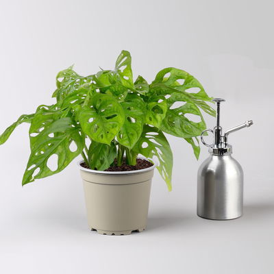 Monstera adansonii mit Topf Dallas grün,gl.blau,weiß, Topf-Ø 12 cm, 3 Pflanzen Monstera adansonii mit Topf Dallas grün,gl.blau,weiß, Topf-Ø 12 cm, 3 Pflanzen