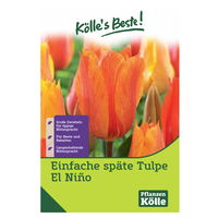 Einfache späte Tulpen El Nino orange, 10 Blumenzwiebeln