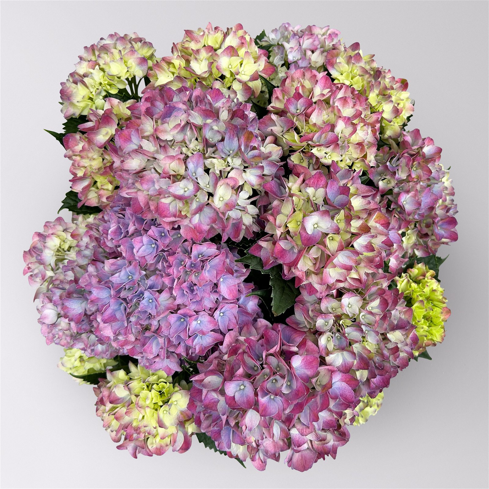Hortensie  'Tabletensia®' lila, Topf-Ø 10 cm, 2er-Set