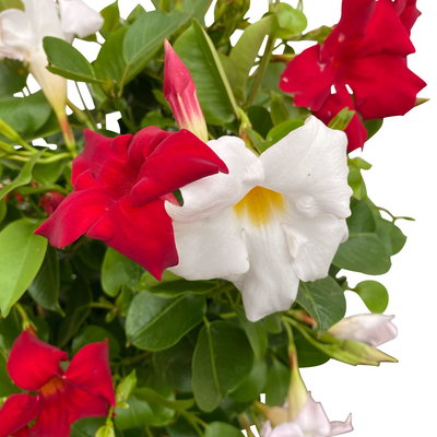 Dipladenie 'Duo', rot-weiß, Doppelbogen, Topf-Ø 21 cm,  Höhe ca. 90 cm