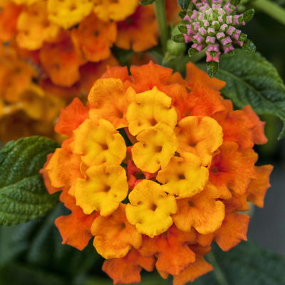 Wandelröschen, orange, Topf-Ø 27 cm