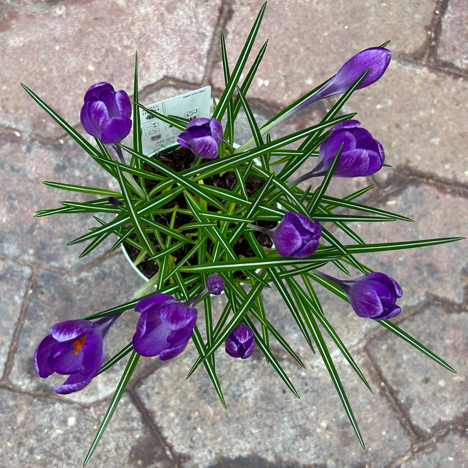 Wild Krokus 'Ruby Giant' blau-lila, vorgetrieben Topf-Ø 10,5 cm, 6 Pflanzen