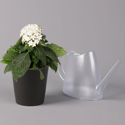 Pentas lanceolata in Keramiktopf Dallas weiß, Weißtöne, Topf-Ø 12 cm