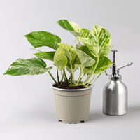 Grünpflanzenkreation 'Hängendes Grün', Topf-Ø 12cm + Übertopf Dallas, 4 Pflanzen