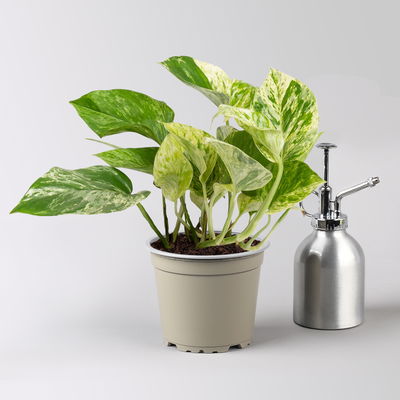 Grünpflanzenkreation 'Hängendes Grün', Topf-Ø 12cm + Übertopf Dallas, 4 Pflanzen