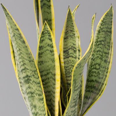 Bogenhanf in Übertopf Vibes weiß, Topf-Ø 12 cm, Höhe ca. 45 cm