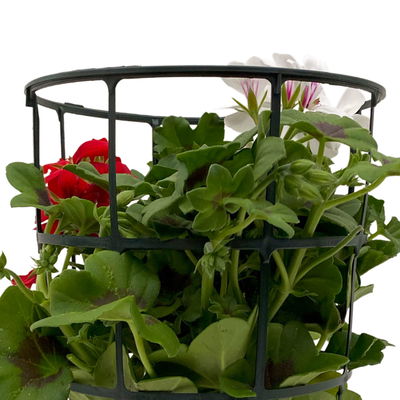 Geranie 'Villetta®' Duo, rot-weiß, hängend, Topf-Ø 14 cm, 4 Pflanzen Geranie 'Villetta®' Duo, rot-weiß, hängend, Topf-Ø 14 cm, 4 Pflanzen