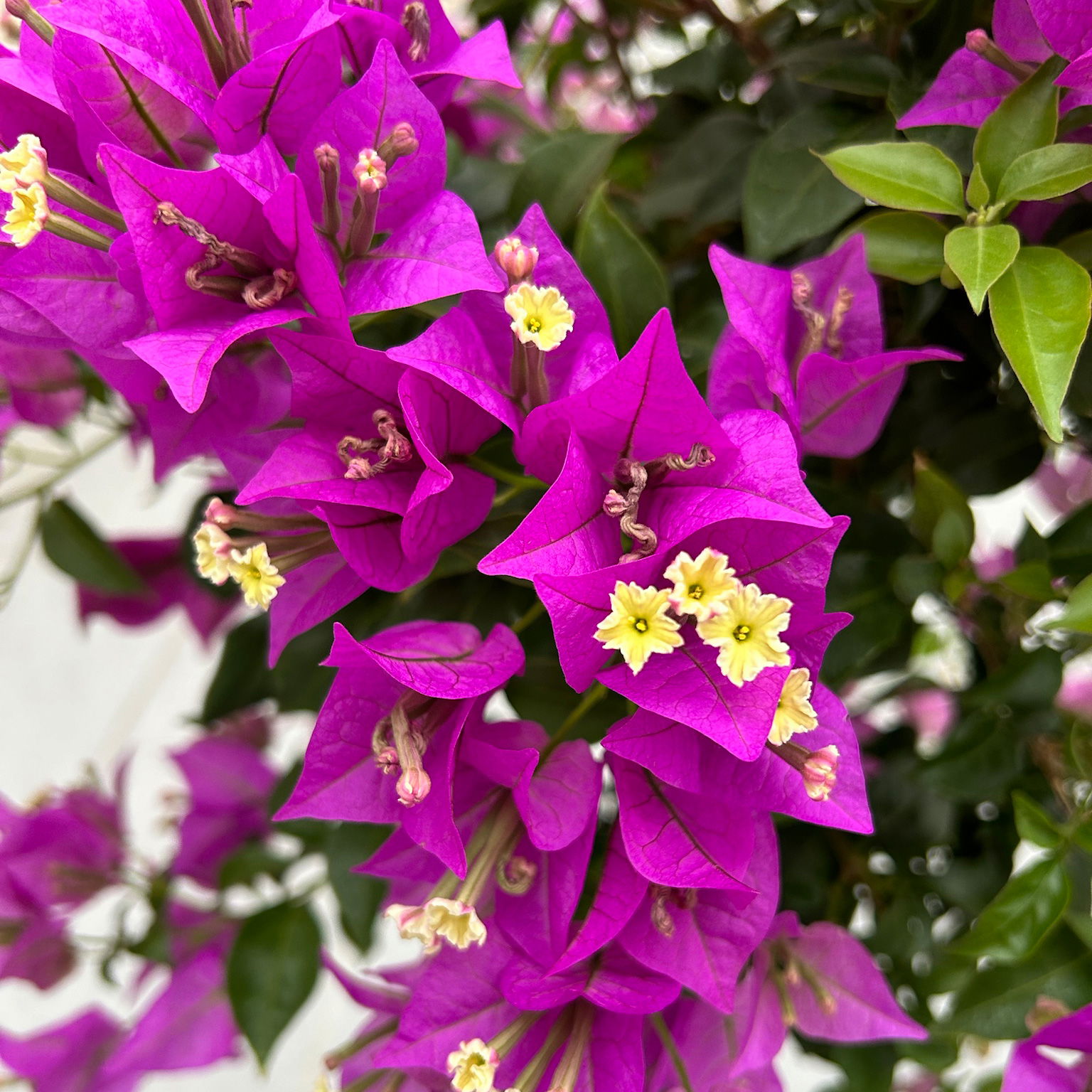 Bougainvillea 'Alexandra', Stamm, Topf-Ø 21 cm, Höhe ca. 90 cm