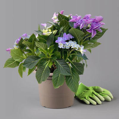 Kölle Tellerhortensie, Hydrangea macropylla, blau, im 5 lt. Topf