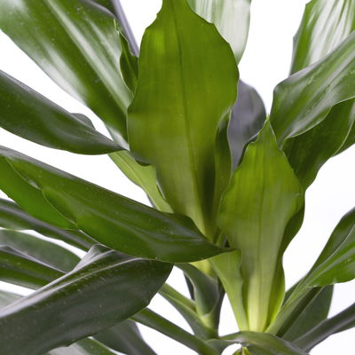 Duftender Drachenbaum 'Janet Lind', Topf-Ø 21 cm, Höhe ca. 120 cm