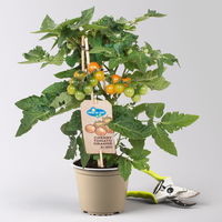 Kölle Naschgemüse Tomaten Mix 'Pick-&-Joy®, Topf-Ø 14 cm, 4 Pflanzen