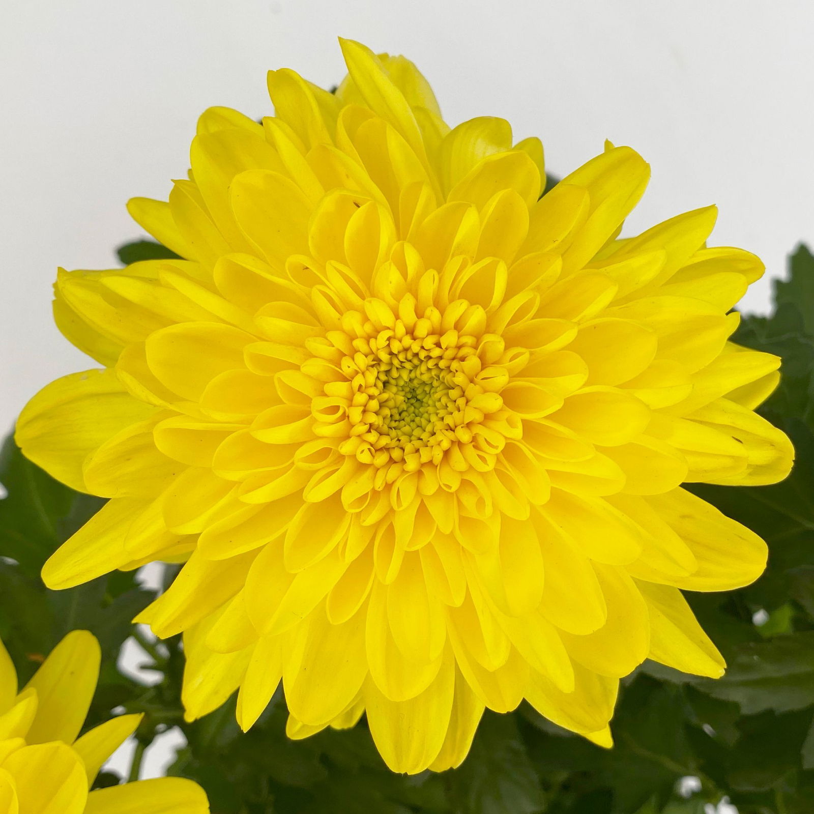 Chrysantheme 'Chrysanne® Zembla Next Yellow' gelb, großbl., Topf-Ø 13cm, 6er-Set