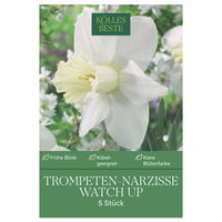 Großkronige Narzisse 'Watch Up', 5 Blumenzwiebeln, weiß, Größe 12/14
