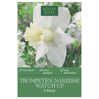 Großkronige Narzisse 'Watch Up', 5 Blumenzwiebeln, weiß, Größe 12/14 Großkronige Narzisse 'Watch Up', 5 Blumenzwiebeln, weiß, Größe 12/14