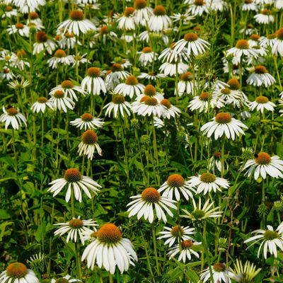 Trockenresistente Stauden Set, 18 Pflanzen für 3 m², bunt Trockenresistente Stauden Set, 18 Pflanzen für 3 m², bunt