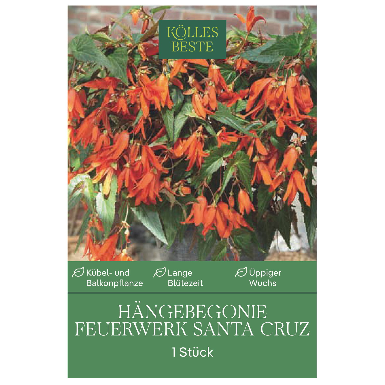 Kölles Beste Begonie 'Santa Cruz',  1 Blumenknolle