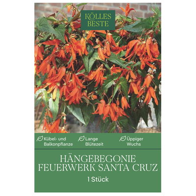 Kölles Beste Begonie 'Santa Cruz',  1 Blumenknolle